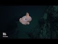 A glimpse at some of the 100 new deep sea species discovered off the coast of Chile  - 01:19 min - News - Video