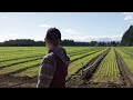 Tree nursery promotes growth amid Trump order targeting forests | REUTERS