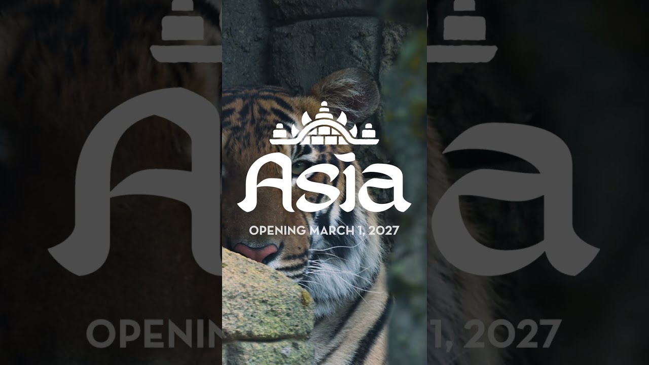 Asia Opening Announcement!
