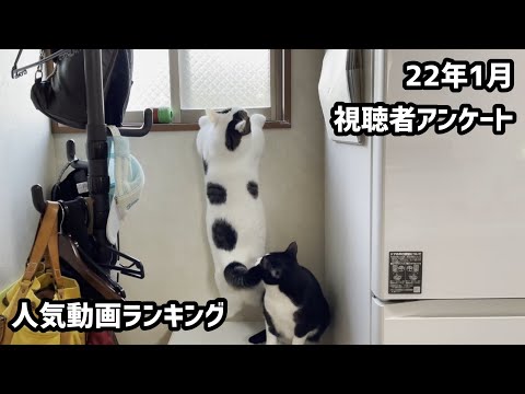 22年1月 ひのき猫動画 視聴者アンケート人気ランキング ベスト5 まとめちゅーぶ