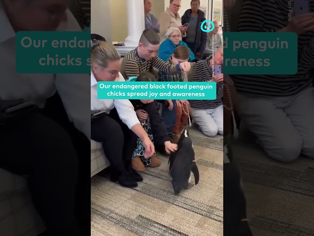 Penguins Visit Friends at an Assisted Living Home || ViralHog Shorts