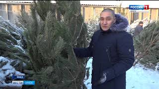 В Омске полным ходом идёт продажа хвойных деревьев к Новому Году