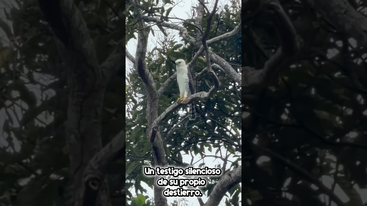 ¿Qué futuro le dejamos? Protejamos los bosques donde vive el Aguila crestada