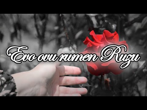 Zorica Merdanovic - Evo ovu rumen ružu - Zorica Merdanović
