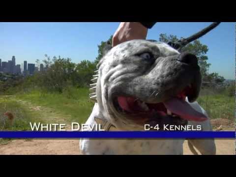 WHITE DEVIL - MOST EXTREME LOOKING PITBULL DOG