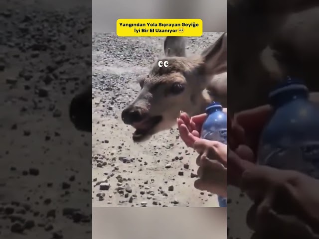 Yangından Kaçan Geyiğe Son Anda Yetiştiler!