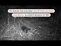 Long-lost species of echidna spotted in Indonesia