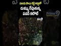 విజయ సాయి రెడ్డి అడ్డాలో దుమ్ము రేపుతున్న పవన్ కటౌట్ | Vijayasai Reddy Vs Pawan kalyan | Prime9 News  - 00:59 min - News - Video