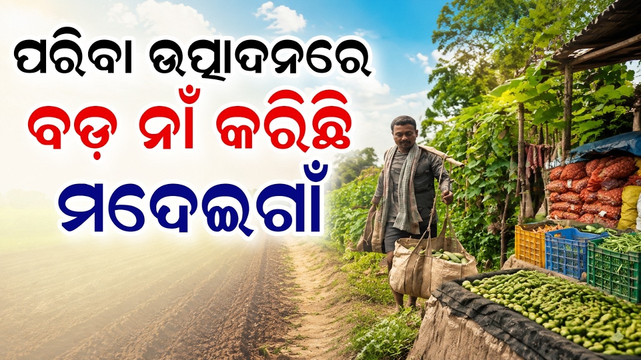 Organic Success: How Madeigaon Farmers In Nabarangpur Became Self-Reliant Via Vegetable | Argus News