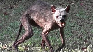 Тревожные факты о животных, которые вы бы хотели забыть