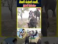 మోదీ సఫారీ టూర్..వైరల్ వీడియో | PM Modi Safari Tour | hmtv