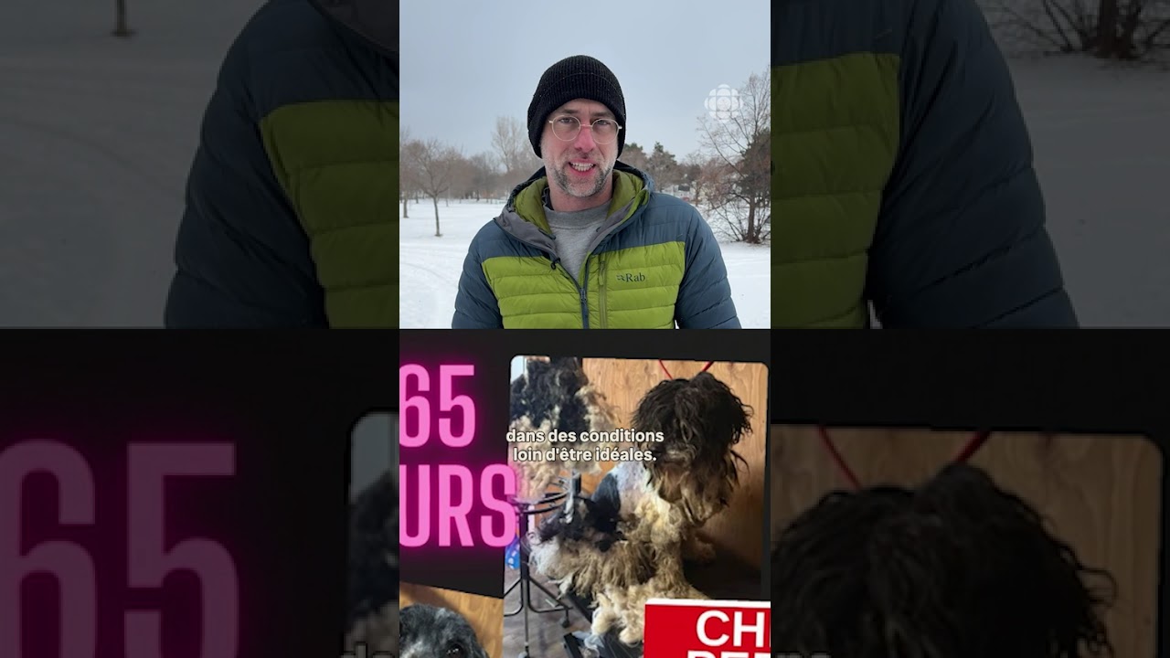À la recherche de chiens perdus