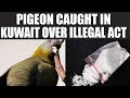 Kuwait pigeon caught carrying illegal Drugs