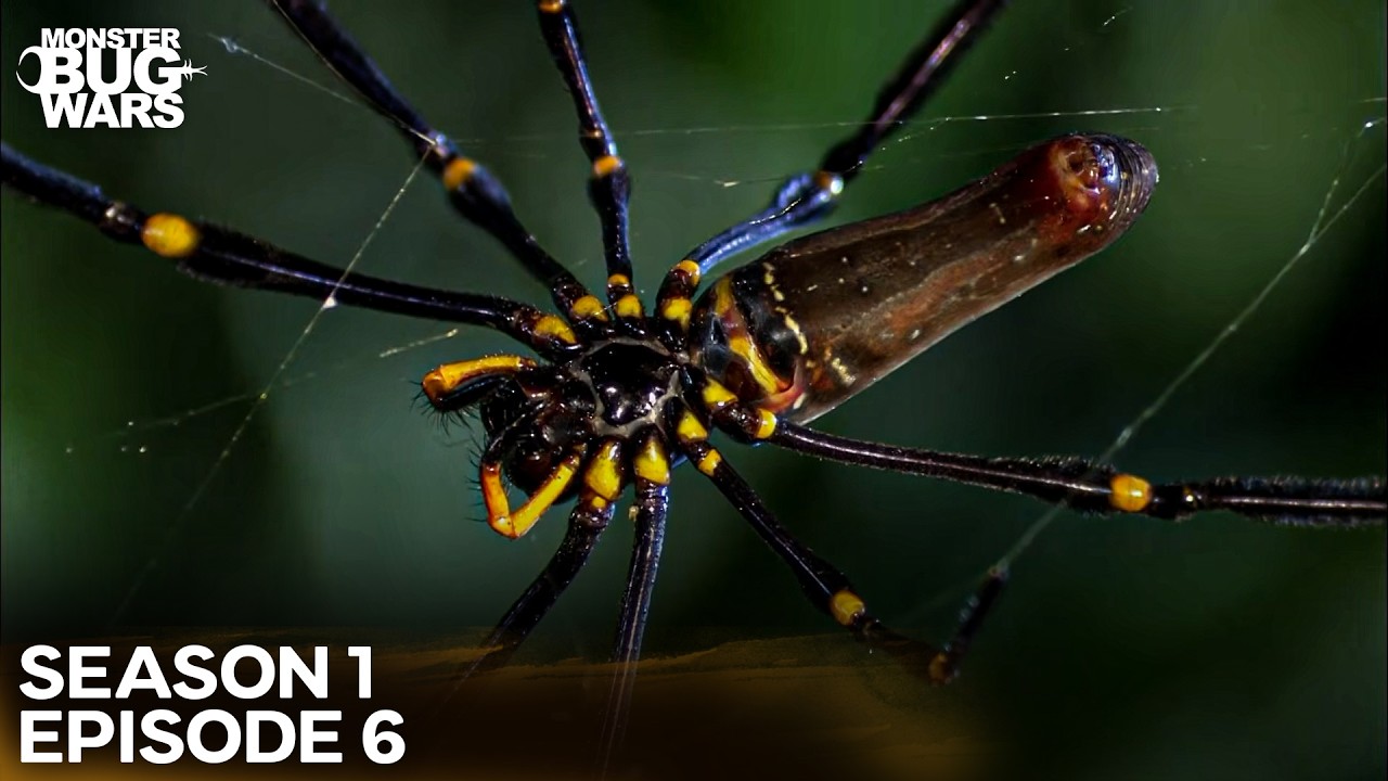The Serial Killer’s Art of Mummification | Monster Bug Wars Season 1 Episode 6