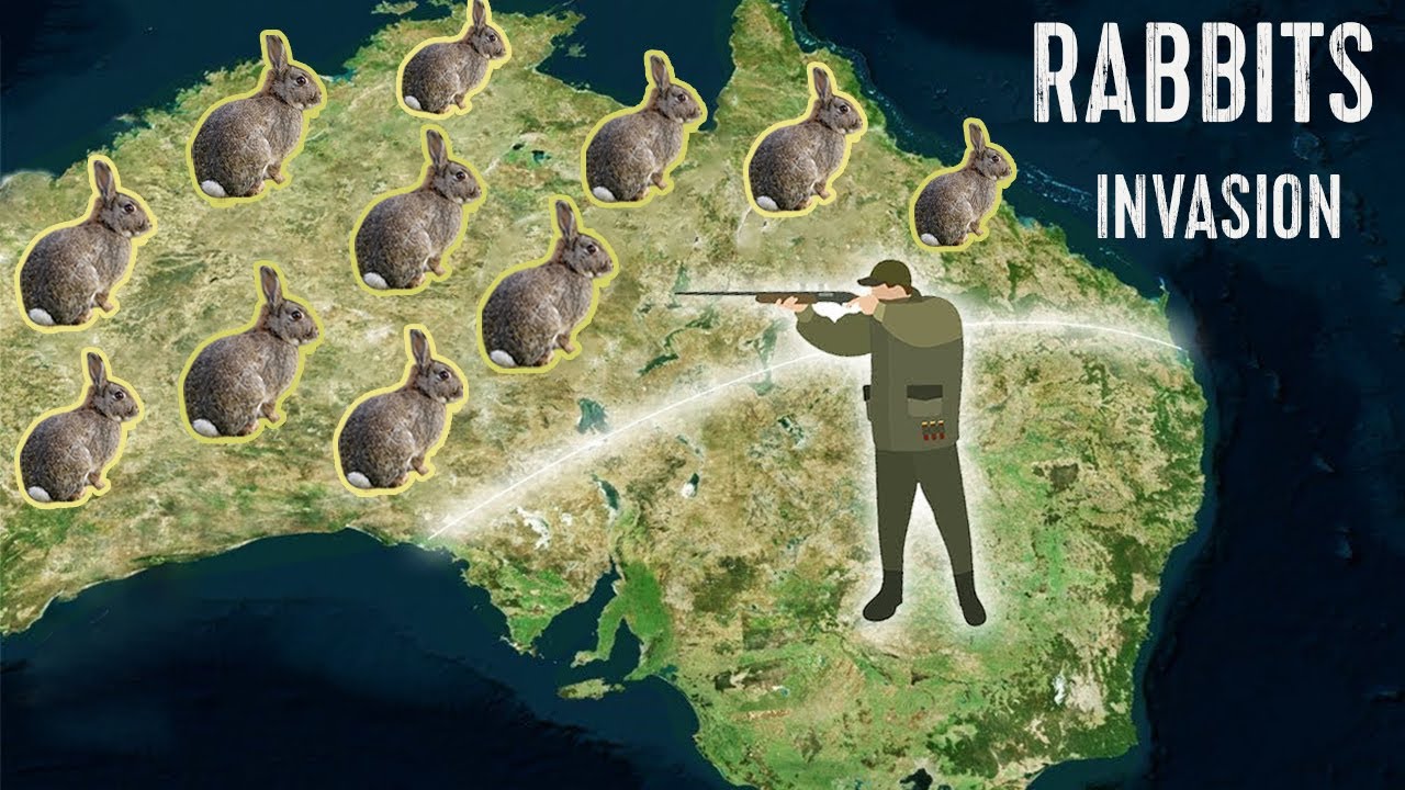 Strangest War! How Did The Australian Military Lose The Battle Against Hundreds Of Millions Rabbits?
