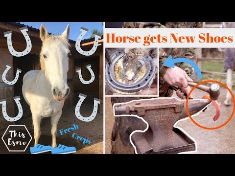Horse gets New Shoes! | How Farriers shoe horses | This Esme