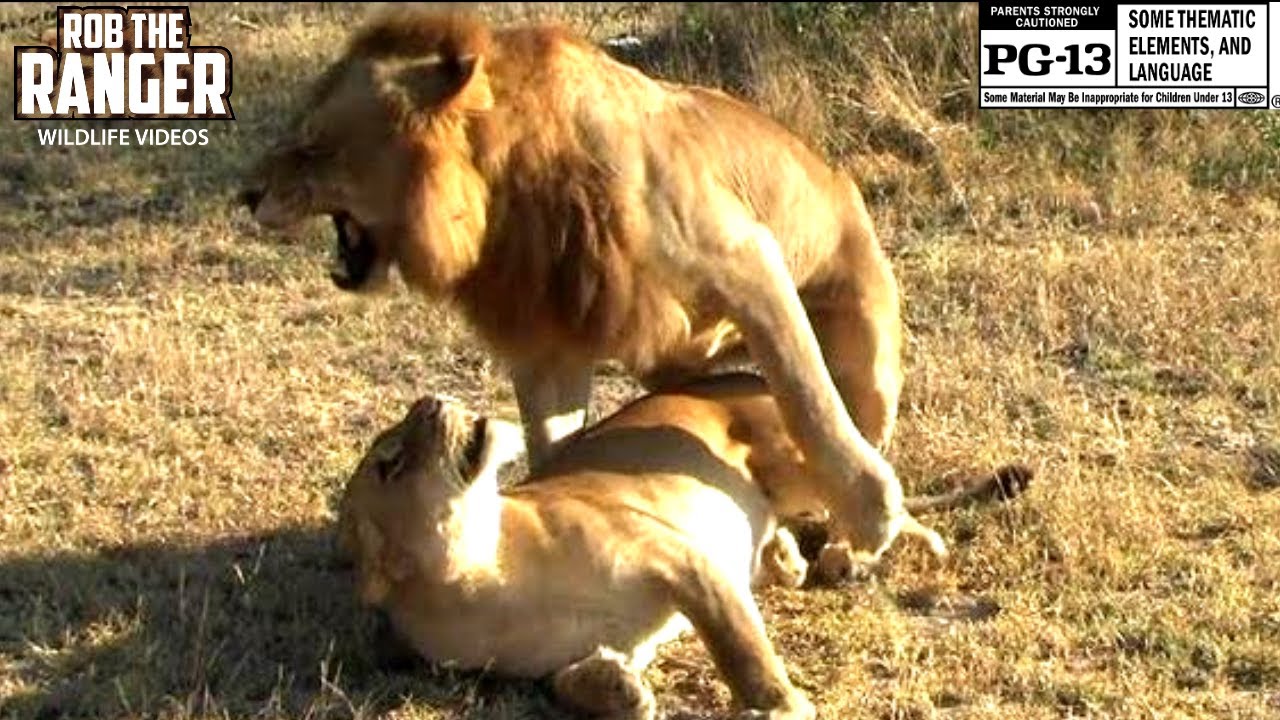 Sex In The Wild Wild African Lions Mating Youtube