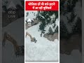 जोजिला दर्रे की बर्फ हटाने में आ रहीं मुश्किलें । Kashmir । Snowfall  - 00:59 min - News - Video