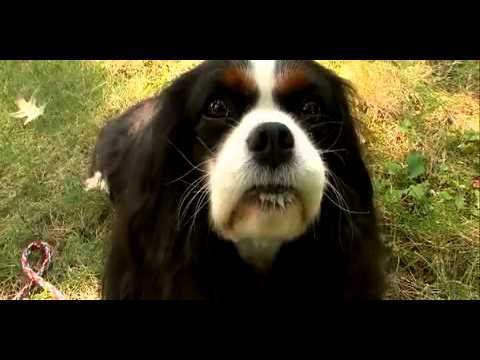 Dogs 101 - Cavalier King Charles Spaniel - YouTube
