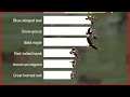 How annual bird migration could spread avian flu | REUTERS - 02:27 min - News - Video