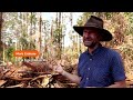 Australias proposed koala haven faces logging threat  - 03:26 min - News - Video
