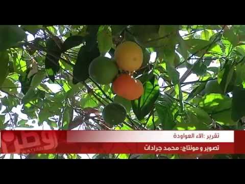 الخليل: 200 شجيرة نادرة في حديقة أبو شادي