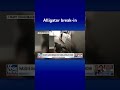 Florida woman surprised by reptilian intruder #shorts  - 00:53 min - News - Video