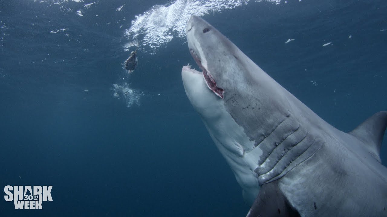 The Top 30 Sharks of Shark Week