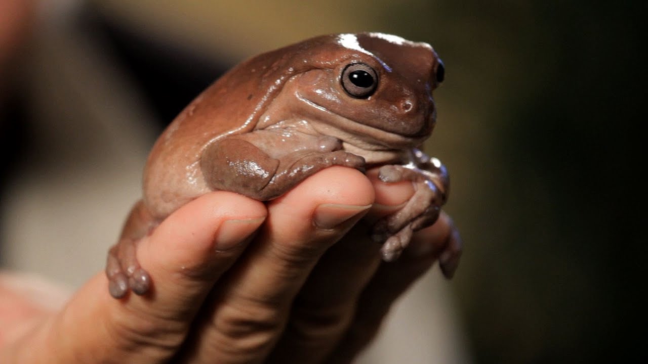4 Facts about Green & Dumpy Tree Frogs Pet Reptiles YouTube 4 Facts about Green & Dumpy Tree Frogs Pet Reptiles YouTube