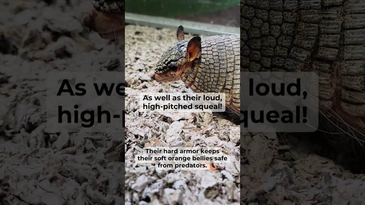 Dozer the Screaming Hairy Armadillo