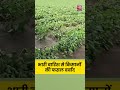 Maharashtra के भीड में भारी बारिश से किसानों की फसल बर्बाद #shortsvideo #viralvideo  - 00:20 min - News - Video