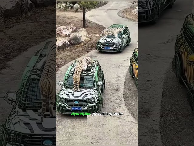İnsanların Kafeste Olduğu Hayvanat Bahçesi! 😱