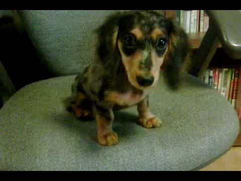 SHINee JongHyun's Pet 'Roo'