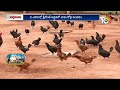 స్వయం ఉపాధిగా నాటుకోళ్ల వ్యాపారం | Country Chicken Farming | Natu Kollu Pempakam | 10TV  - 06:56 min - News - Video