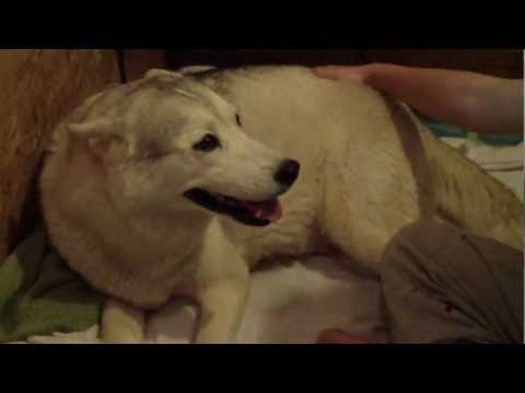 Dog SCREAMS Bloody Murder Giving Birth