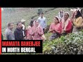 Mamata Banerjee In Tea Gardens Of North Bengal To Win Back Vote Base
