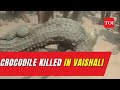 Angry mob kills crocodile after fatal attack in Bihar