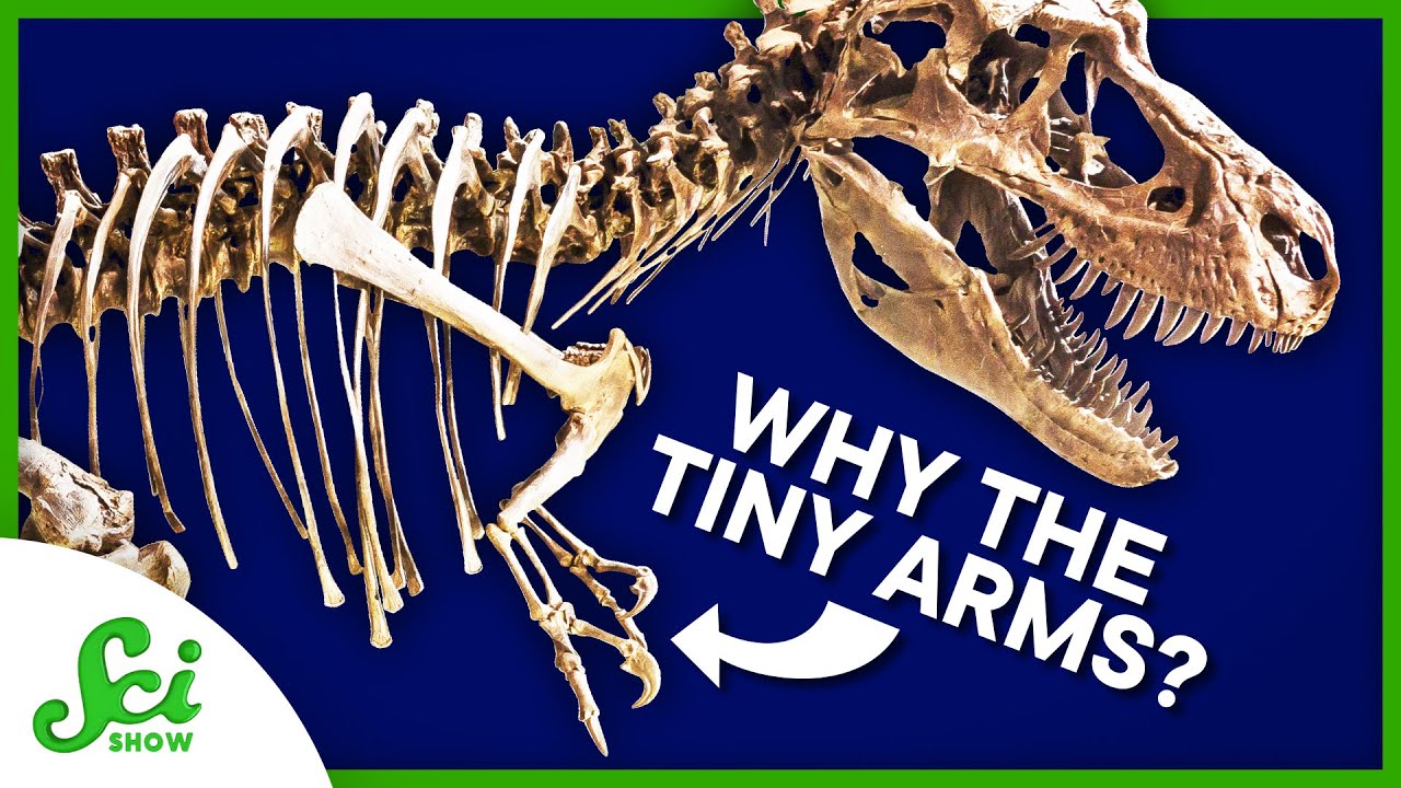 How to Find Out Why T. rex Arms Were… Like That | SciShow News