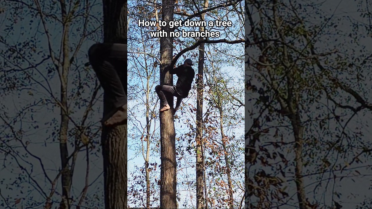 How to get down a tree with no branches