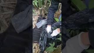Após denúncia, Polícia Civil localiza esconderijo de drogas, em meio a um bambuzal, em Tapes