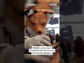 Wildlife staff pretend to be a fox to care for rescued newborn  - 00:18 min - News - Video