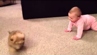 幼犬與嬰兒之間的可愛對話