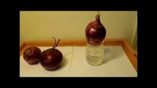 Hydroponic Propagation of a Red Onion (Allium cepa), Pleasantville, NY