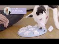 פאפי טורנדו – משחק העשרה חשיבה לכלבים(רמה 2)