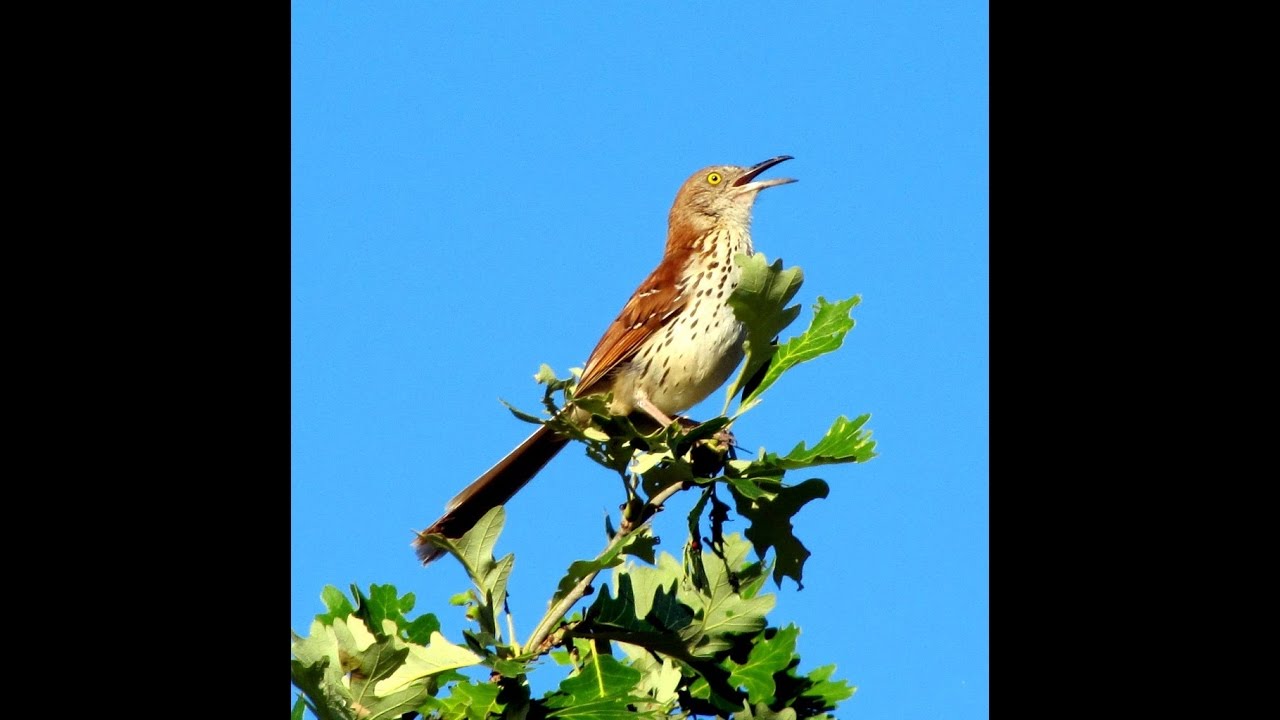 Brown Thrasher Singing Youtube