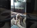Miniatura video