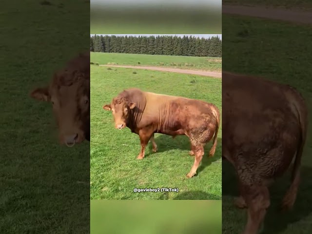 Bull Sees Cows For The First Time (@gavieboy2)