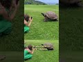 Meet Jonathan the tortoise, the worlds oldest land animal  - 00:35 min - News - Video