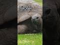 Meet Jonathan the tortoise, the worlds oldest land animal