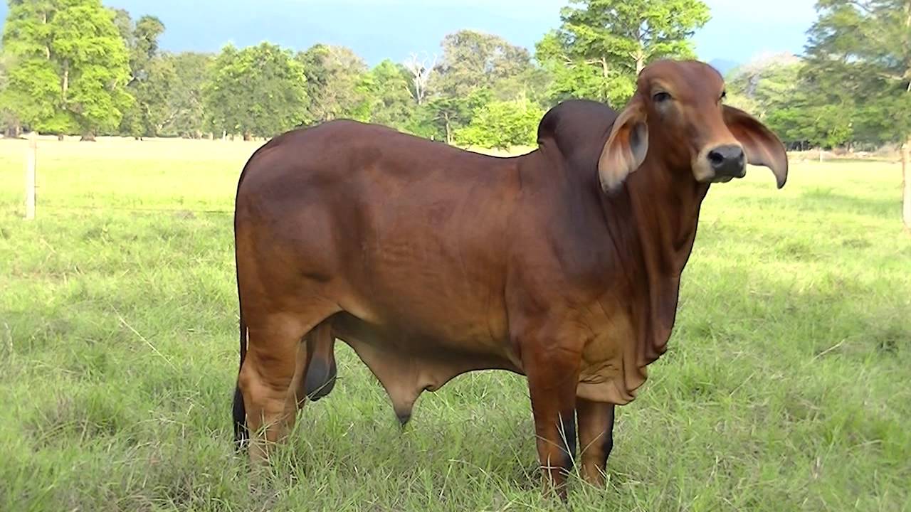Toro Toro